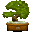 caleffibonsai.it