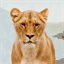 jungk.org