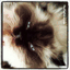 thefluffycat.com
