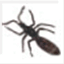 promiselandfossils.com