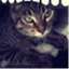 satchmothecat.wordpress.com