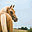 highergabwellstud.co.uk