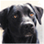 tealthedog.com