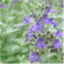 indigoensemble.wordpress.com