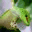 geckostrail.org
