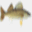 statefishrecord.com