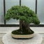 bonsai83.over-blog.com