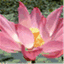 thelotusnote.wordpress.com