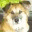 canibringthedog.com