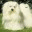 maltesefoundation.wordpress.com