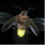brightfirefly.wordpress.com