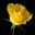 dungblog.wordpress.com