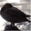 shinwing.wordpress.com