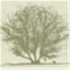 the-hazel-tree.com