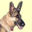 cocogermanshepherddog.eyvr.com