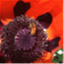 lessonsfromthehive.com