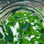 foodeca.com