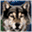 white-wolf.ro