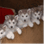 puppypix.wordpress.com