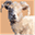 raresheep.com