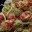 dankbud.wordpress.com