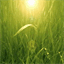 anlawnservice.com