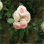 mamisgnature.over-blog.com