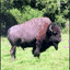 bisonfarm.co.uk