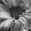photoramblings.net