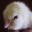 chickenloversblog.wordpress.com