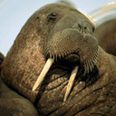 navy-walrus.tumblr.com