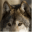 friewolf.wordpress.com