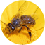 tristatebeekeepers.com