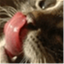 starvingkitten.com