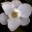 choosingsimple.wordpress.com
