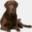 browndoggadgets.com