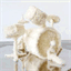ballerinaragdolls.com