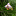 floracytherea.blogspot.com