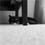 mevsthecat.com