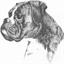 blacklab-morphee.com