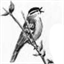 wenatcheenaturalist.com