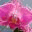 orchidsplus.com