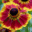 helenium.net