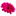 coastalbloomers.com