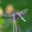 dartingdragonfly.com