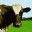 amazingpudding.wordpress.com