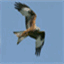 redkites.net
