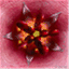 microscopicuniverse.wordpress.com