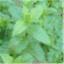 mysaladgarden.wordpress.com