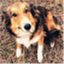 thetalkingcanine.com